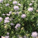 Knautia arvensis